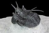 Devil Horned Cyphaspis Walteri Trilobite #89282-3